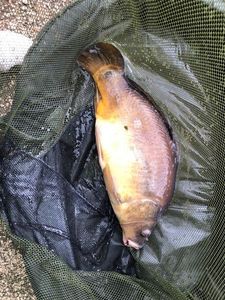 Leather Carp