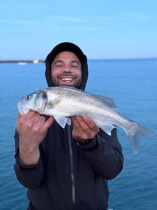 European Bass (Seabass)