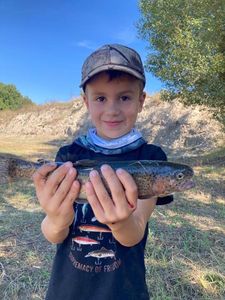 Rainbow Trout
