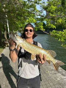 Northern Pike