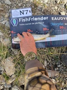 Arctic Char