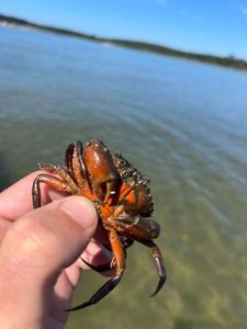 Velvet Swimming Crab