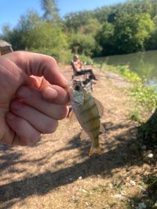 European Perch