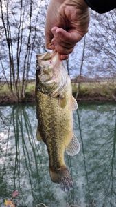 Largemouth Bass