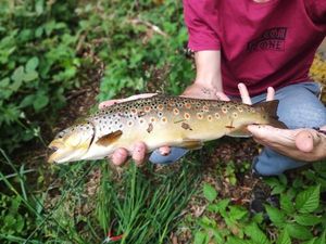 Brown Trout