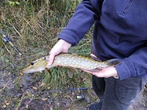 Northern Pike