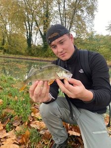 European Perch