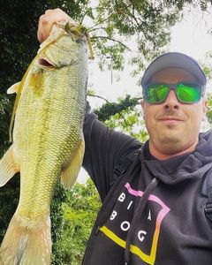 Largemouth Bass