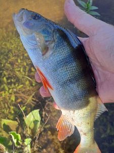 European Perch