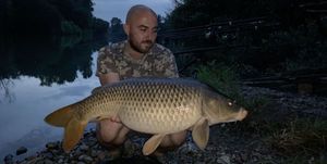 Common Carp