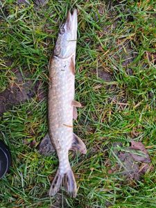 Northern Pike