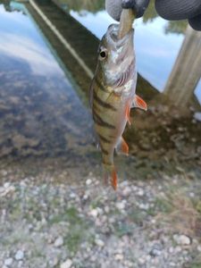 European Perch