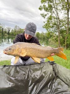 Common Carp