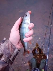 European Perch
