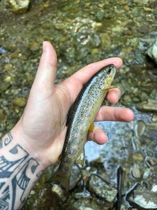 Brown Trout