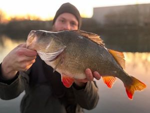 European Perch