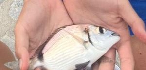 Common Two-banded Seabream