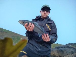 European Bass (Seabass)