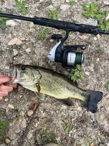 Largemouth Bass