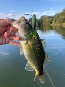 Largemouth Bass