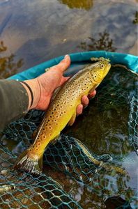 Brown Trout