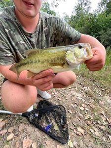 Largemouth Bass