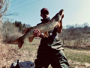 Northern Pike