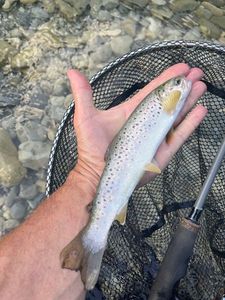 Brown Trout