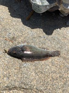 Pesce pappagallo