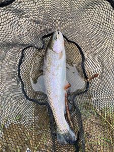 Rainbow Trout