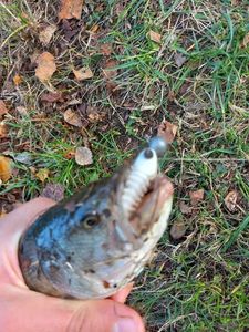 Largemouth Bass