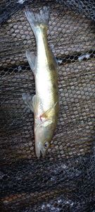Zander