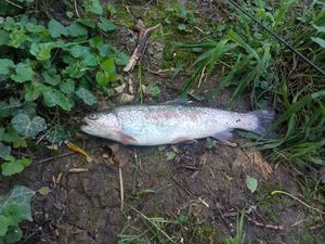 Rainbow Trout