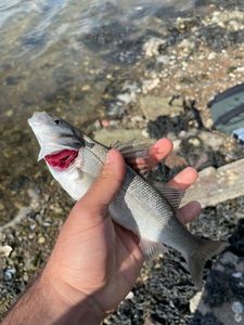 European Bass (Seabass)