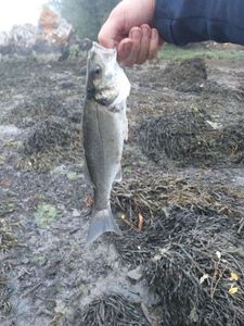 European Bass (Seabass)