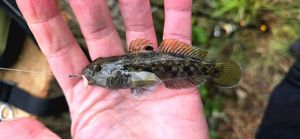 Round Goby