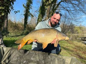 Common Carp