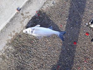 European Bass (Seabass)