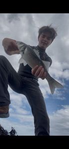 European Bass (Seabass)