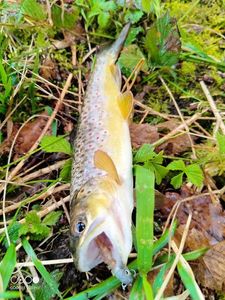 Brown Trout