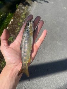 Brown Trout