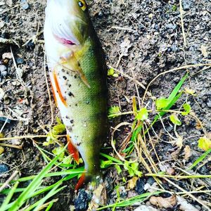 European Perch