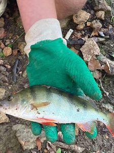 European Perch