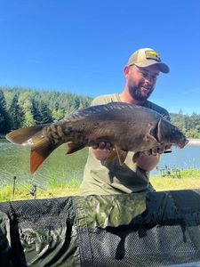 Mirror Carp