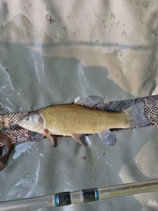 Tench