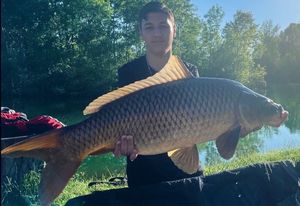 Common Carp