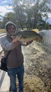 Largemouth Bass