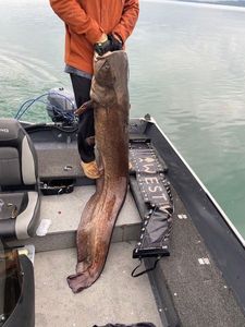 Catfish