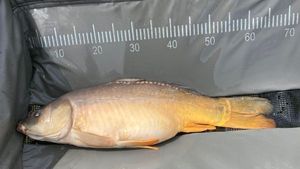 Leather Carp