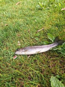Rainbow Trout